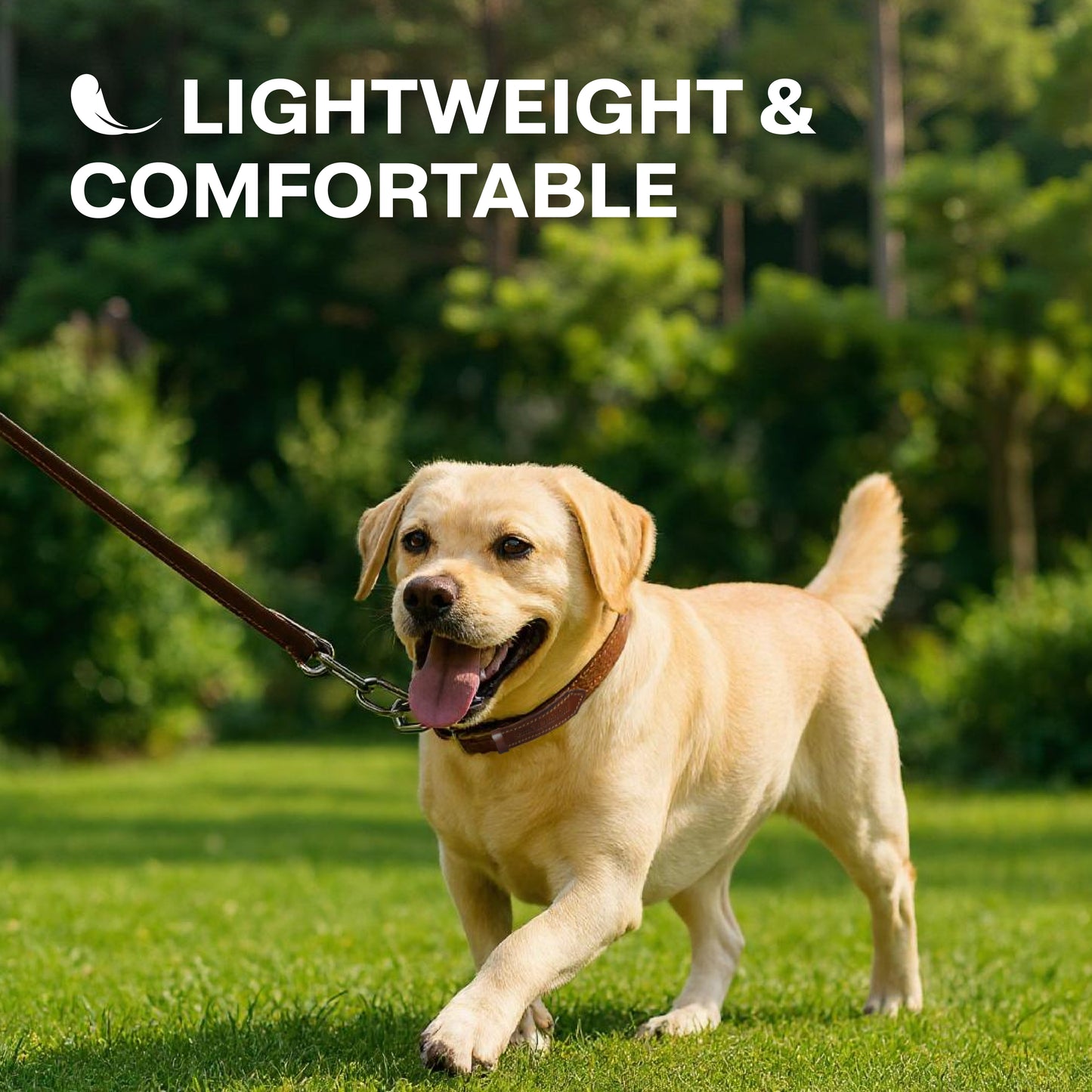 Dog on a leash in a park with text 'Lightweight & Comfortable'