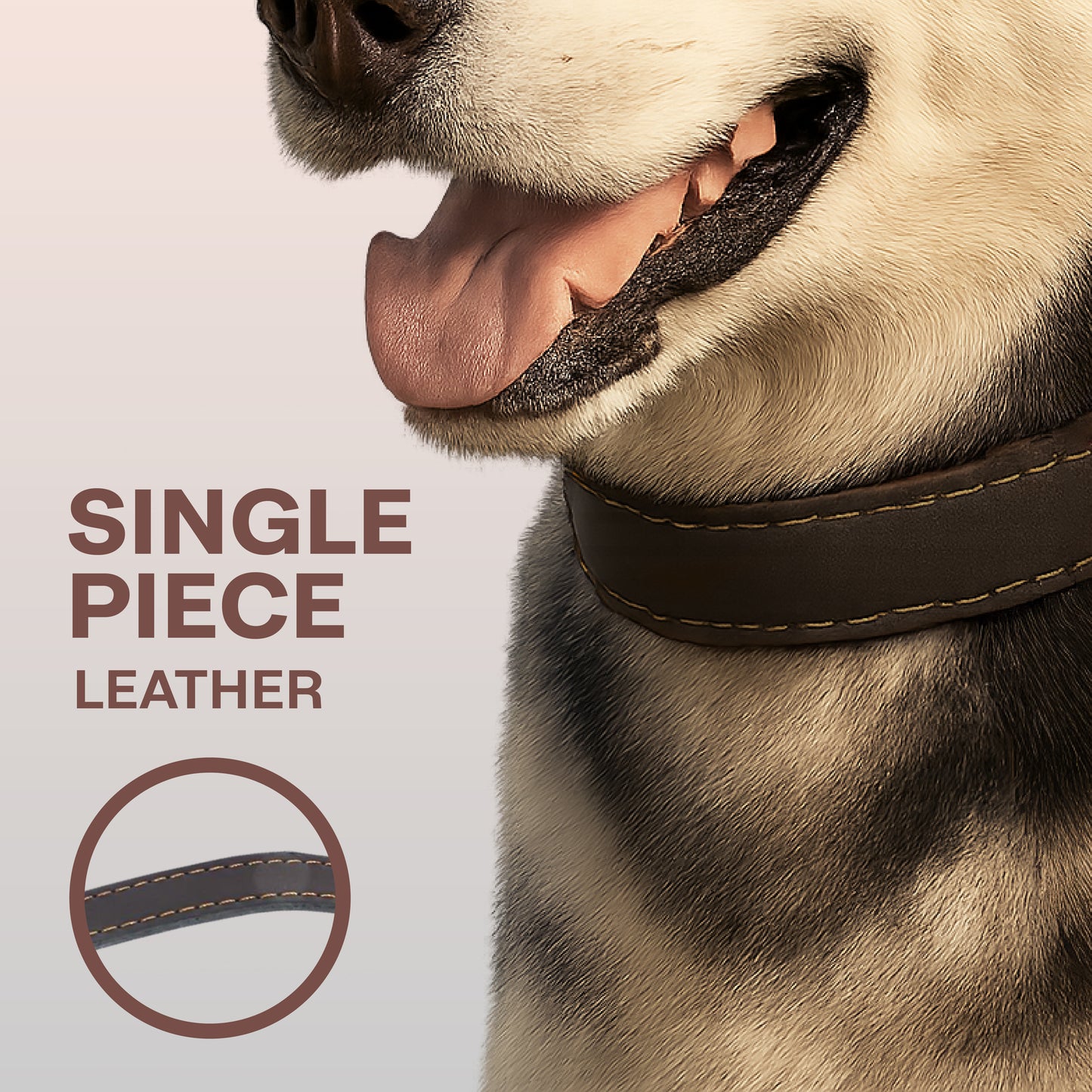 Dog wearing a brown leather collar with text 'Single Piece Leather' on a light background