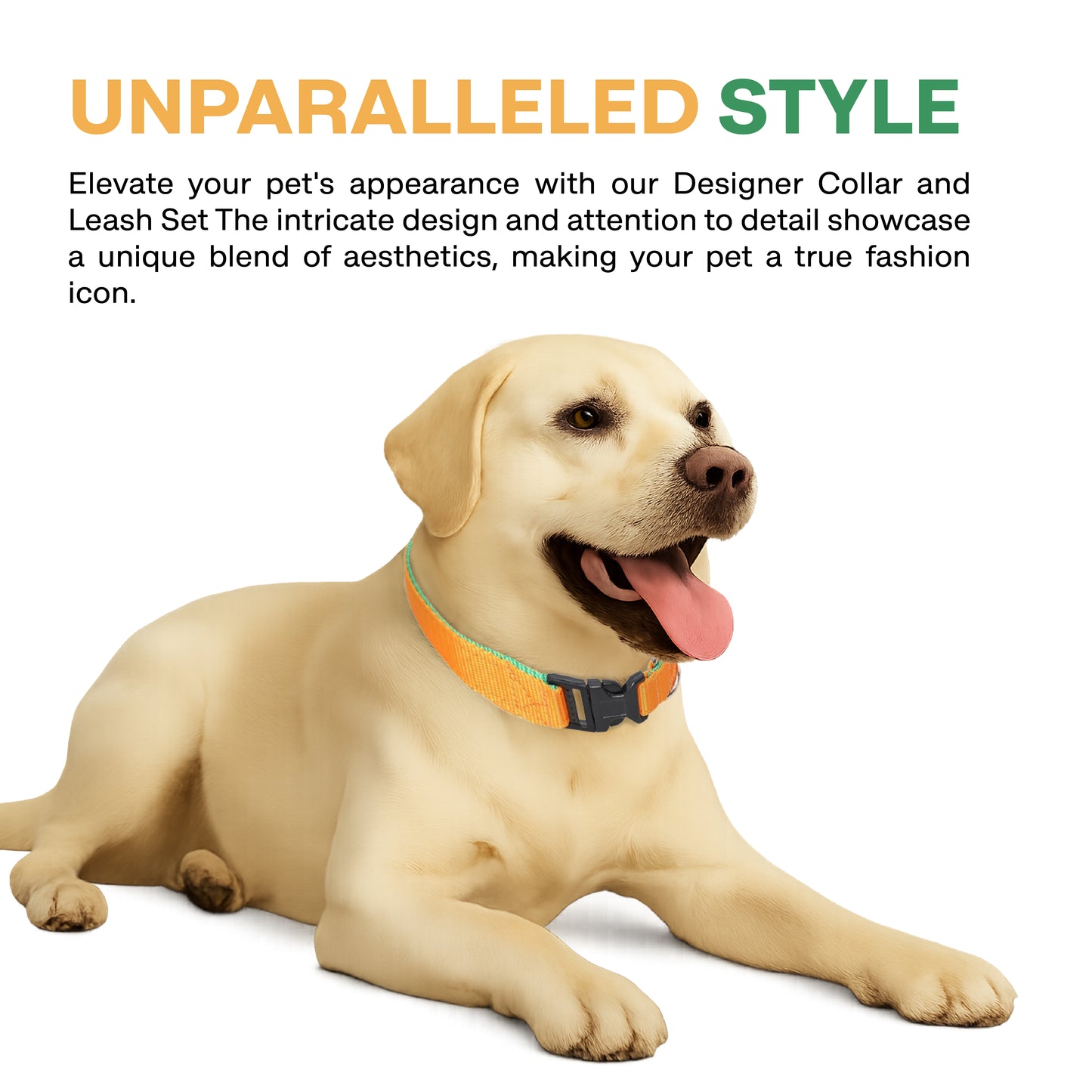 Dog wearing a designer collar with text about style and design.