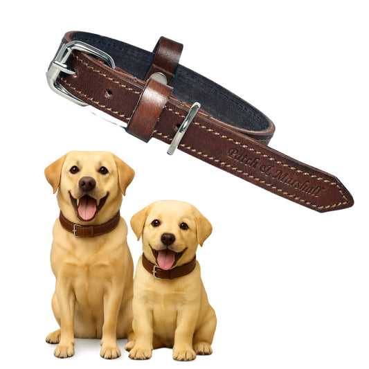Brown leather dog collar with two dogs wearing it on a white background