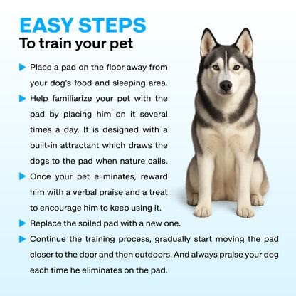 Dog training guide with a Siberian Husky on a blue background