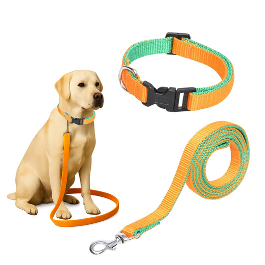 Dog with an orange and green collar and leash on a white background